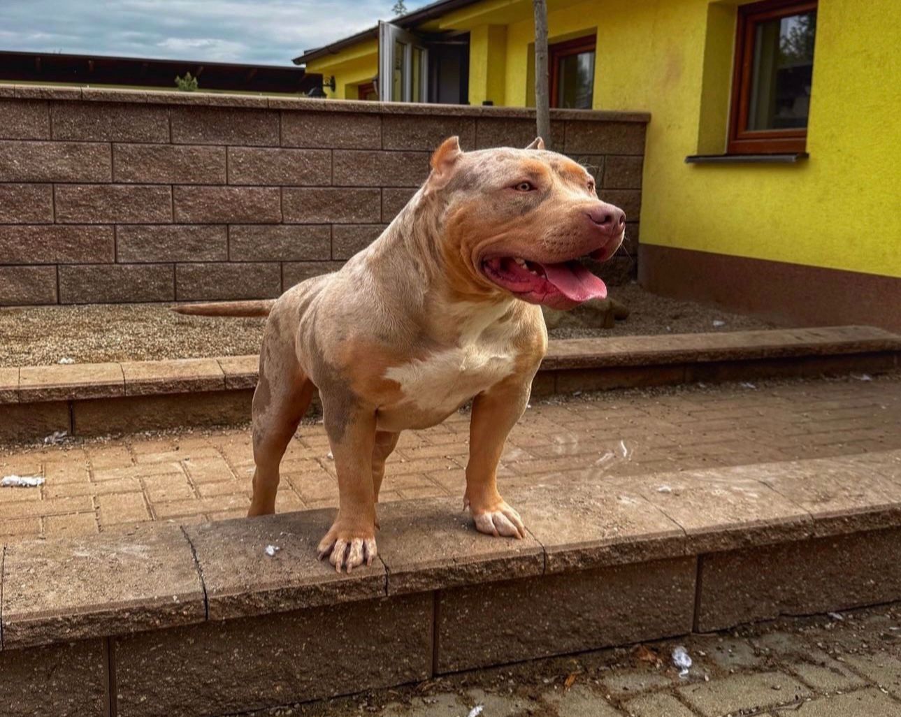 Additional Dog Image