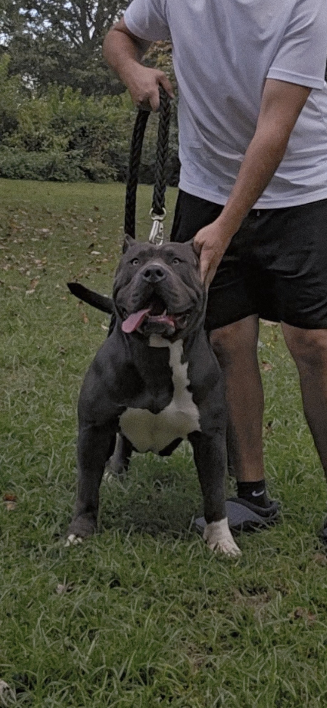 Dog Featured Image