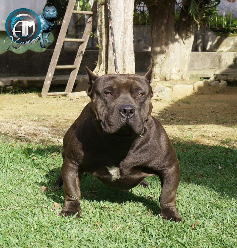 Dog Featured Image
