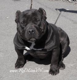 Dog Featured Image