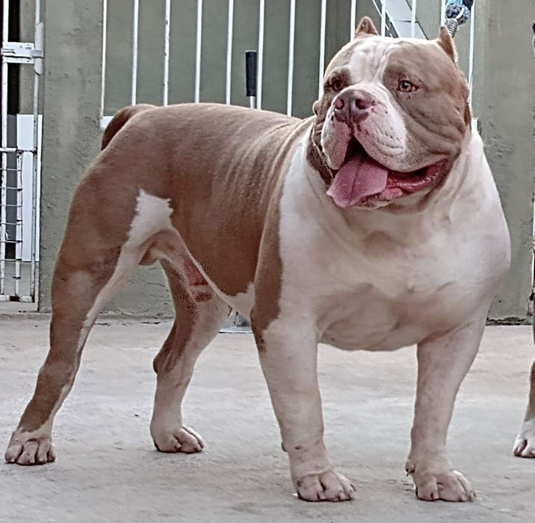 Dog Featured Image