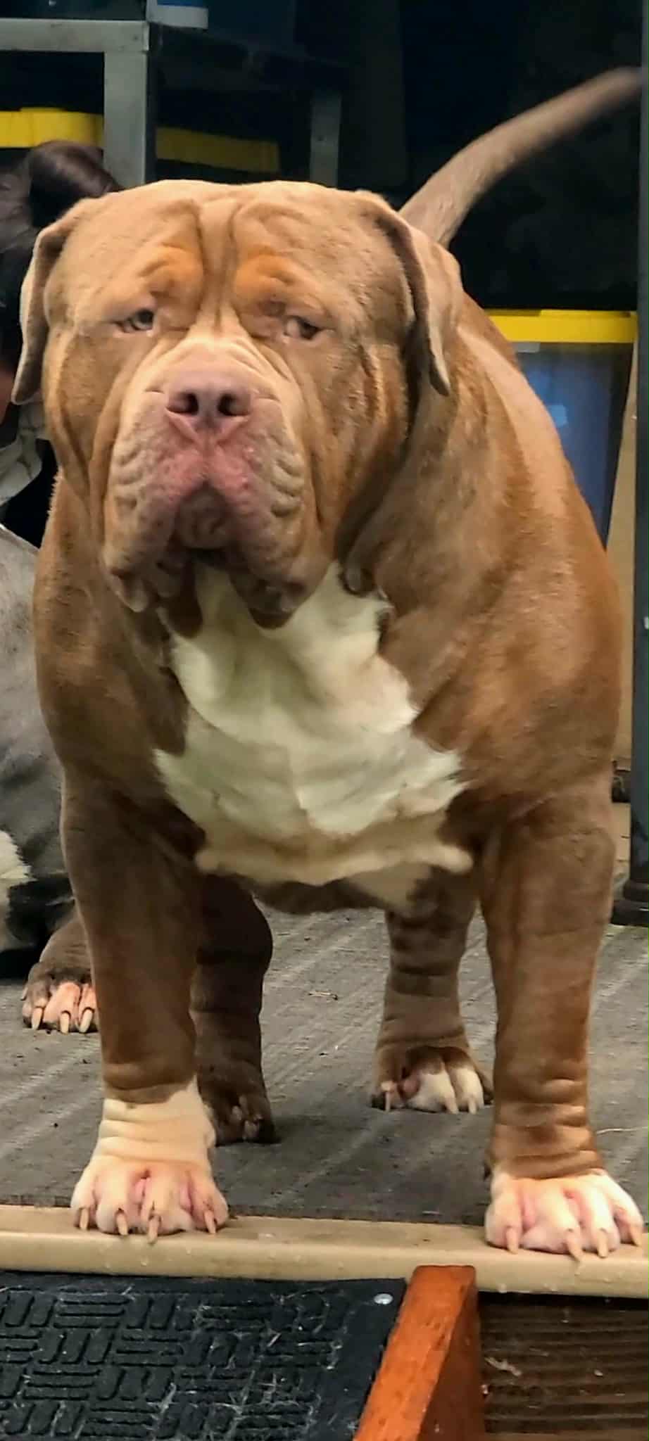 Dog Featured Image