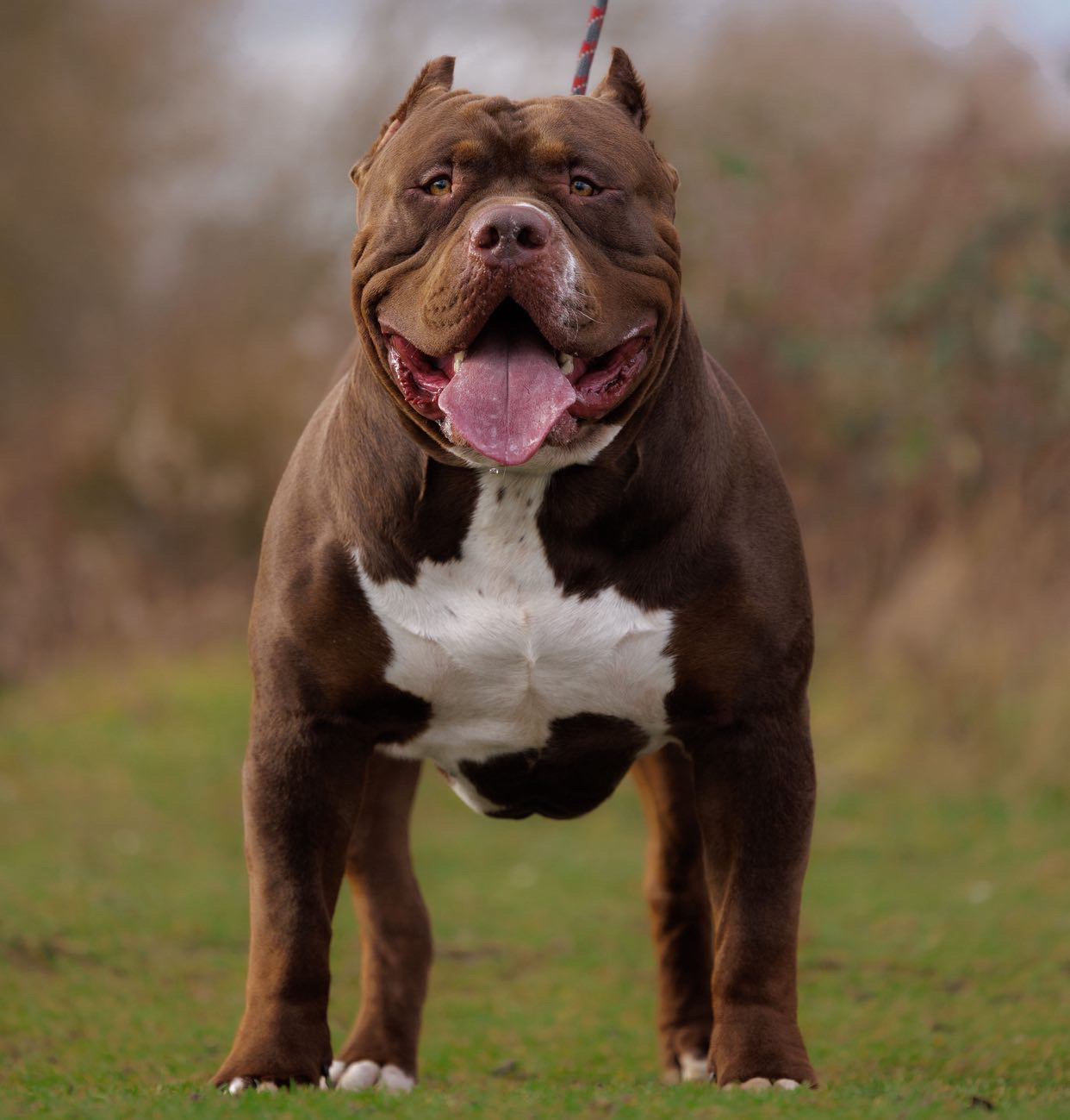 Dog Featured Image