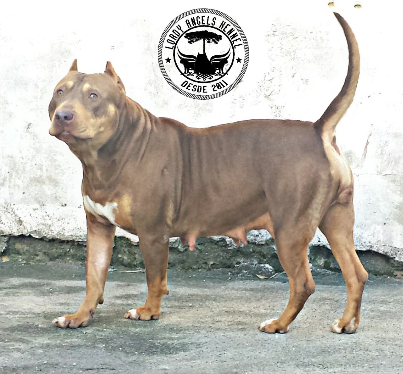 Dog Featured Image