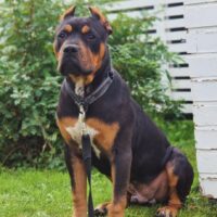 Dog Featured Image