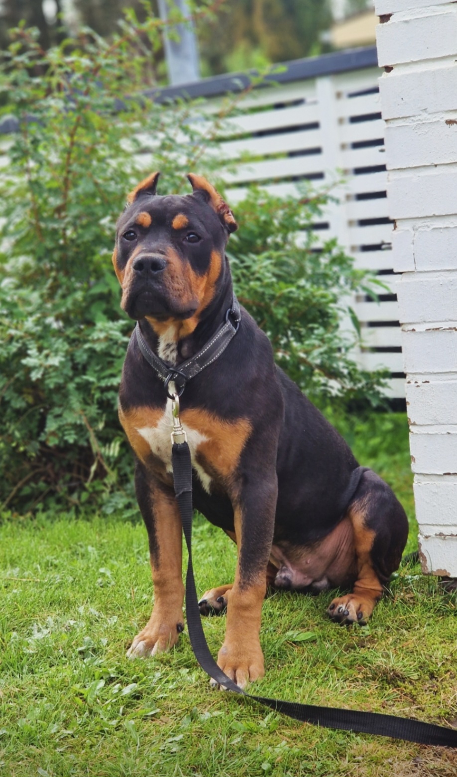 Dog Featured Image