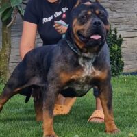 Dog Featured Image