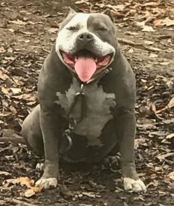 Dog Featured Image