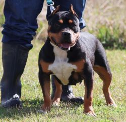 Dog Featured Image