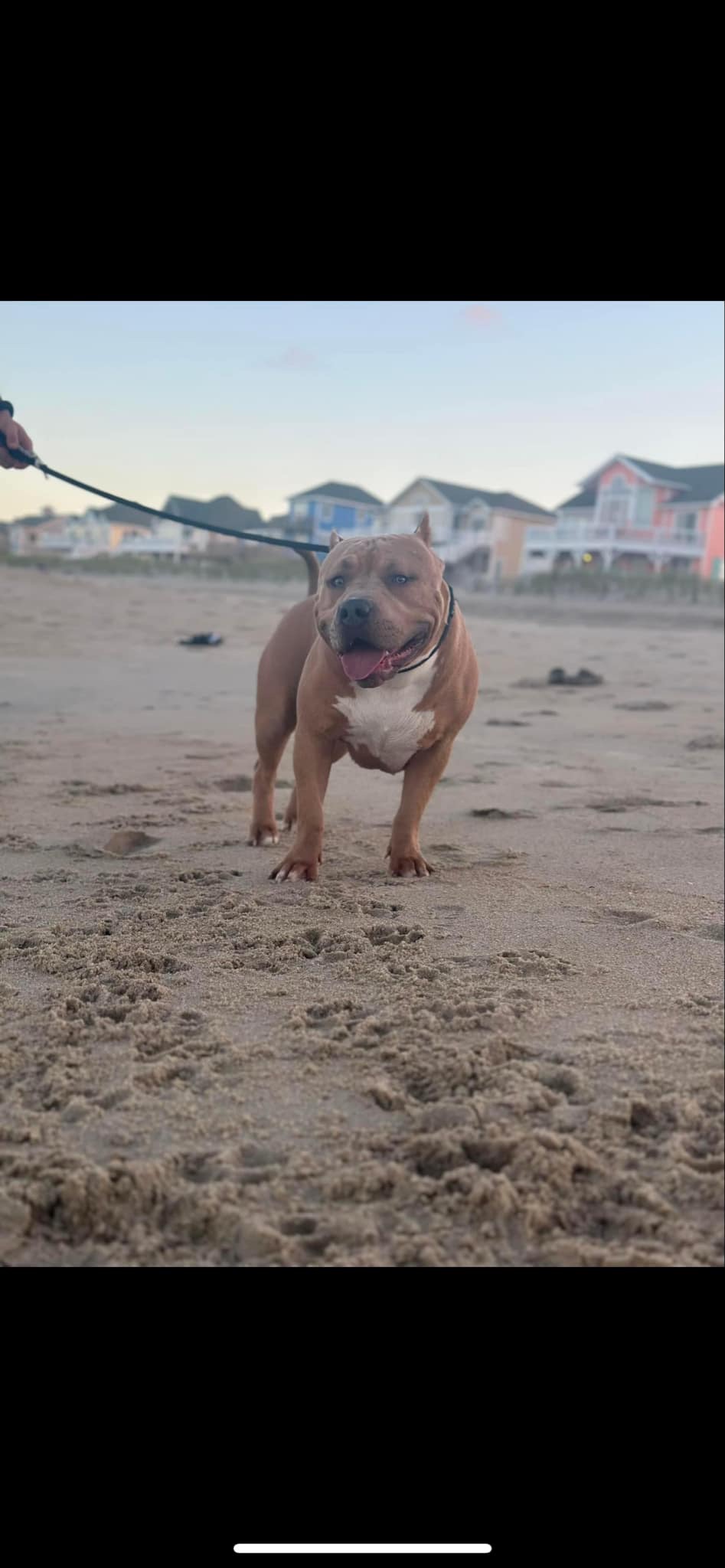 Dog Featured Image