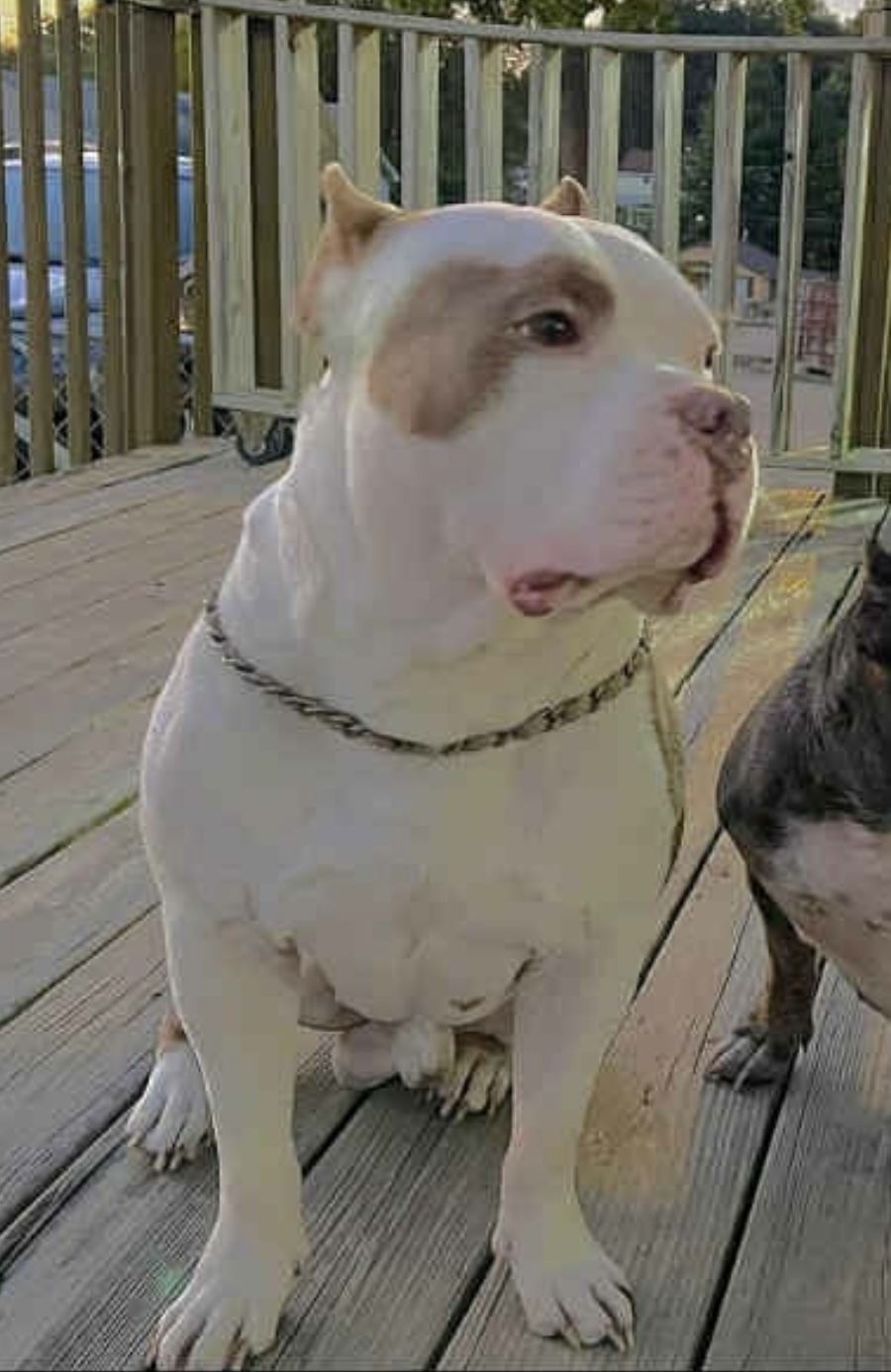Dog Featured Image
