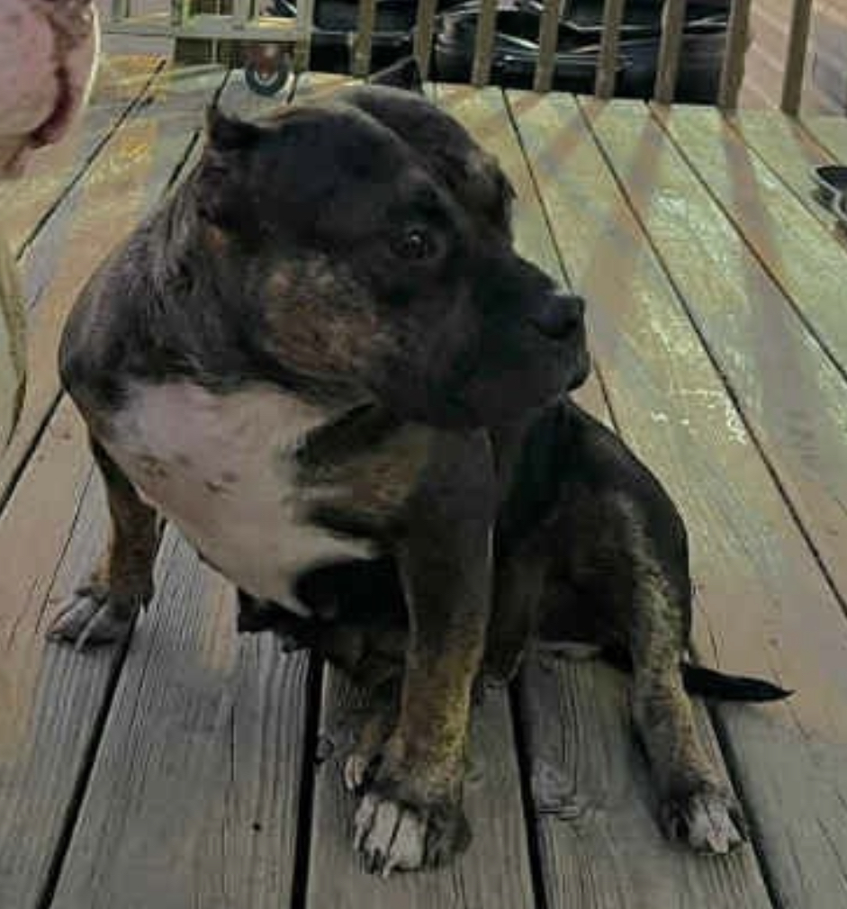 Dog Featured Image