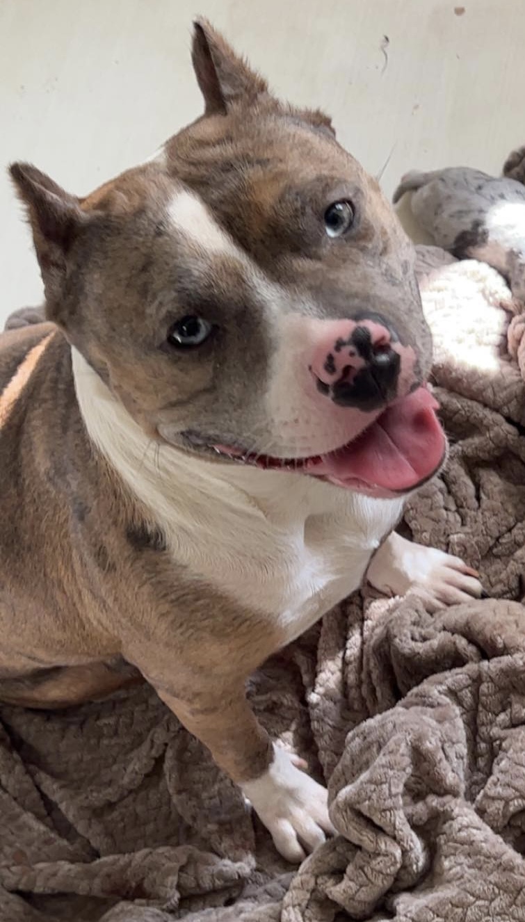 Dog Featured Image