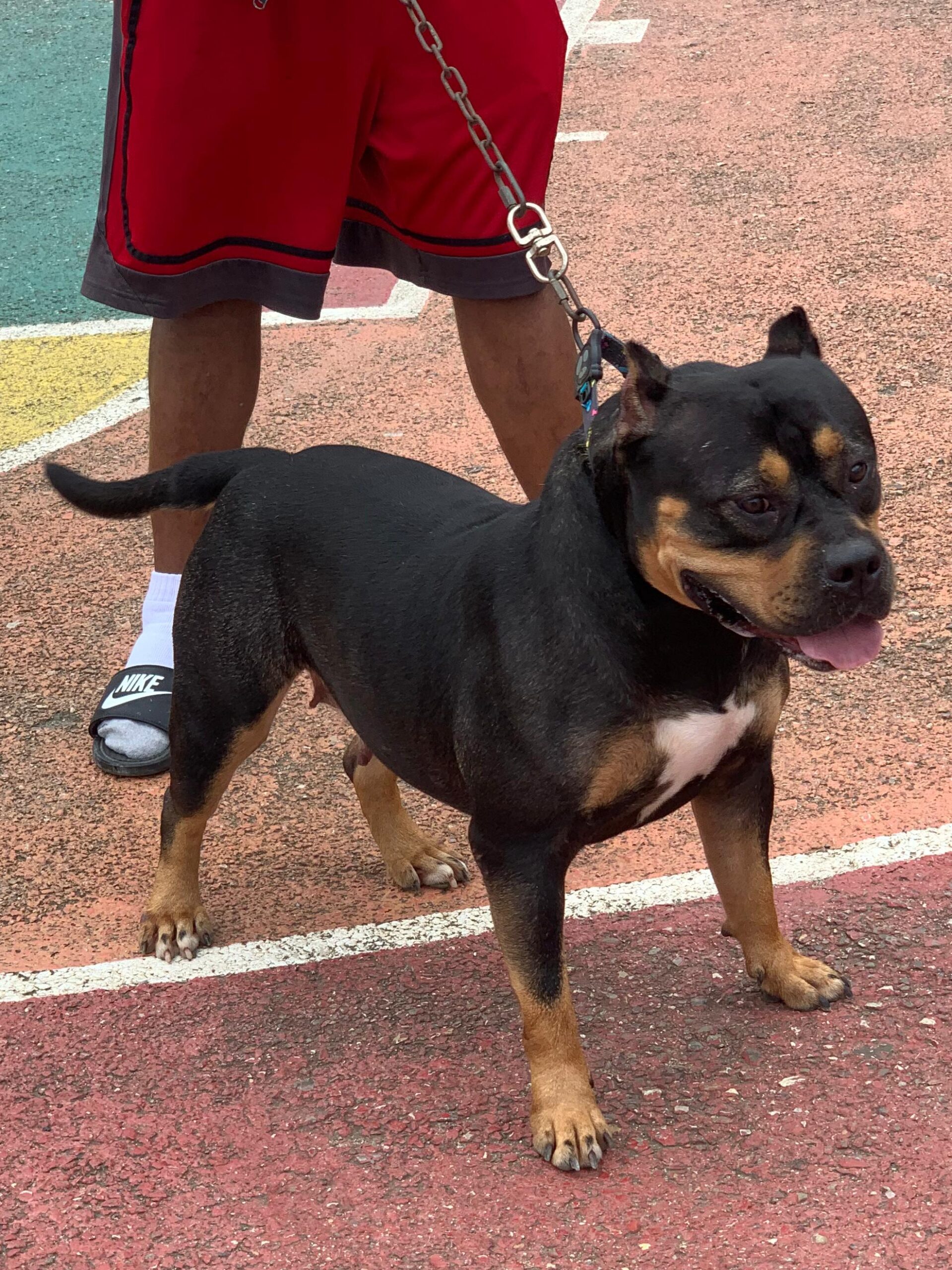 Dog Featured Image