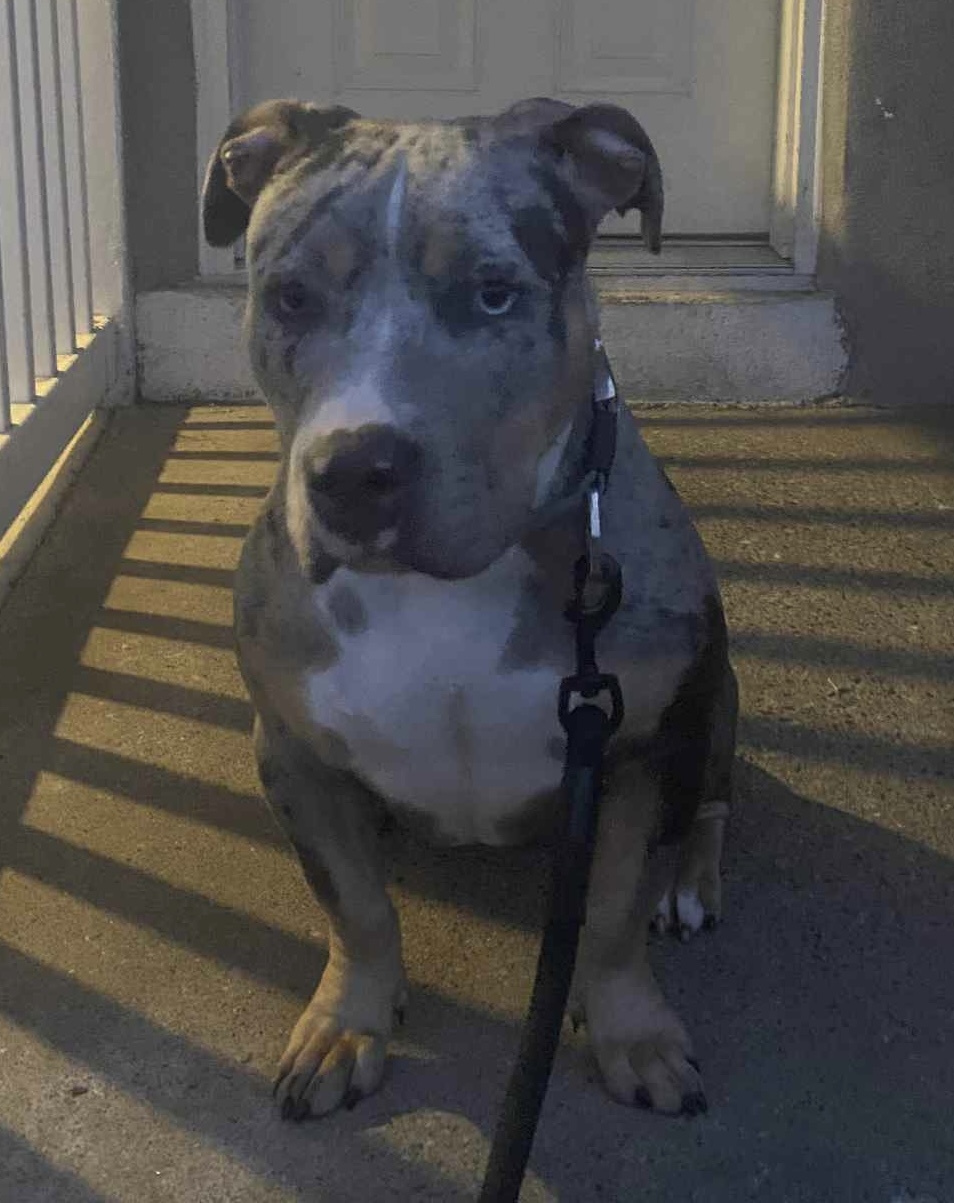 Dog Featured Image