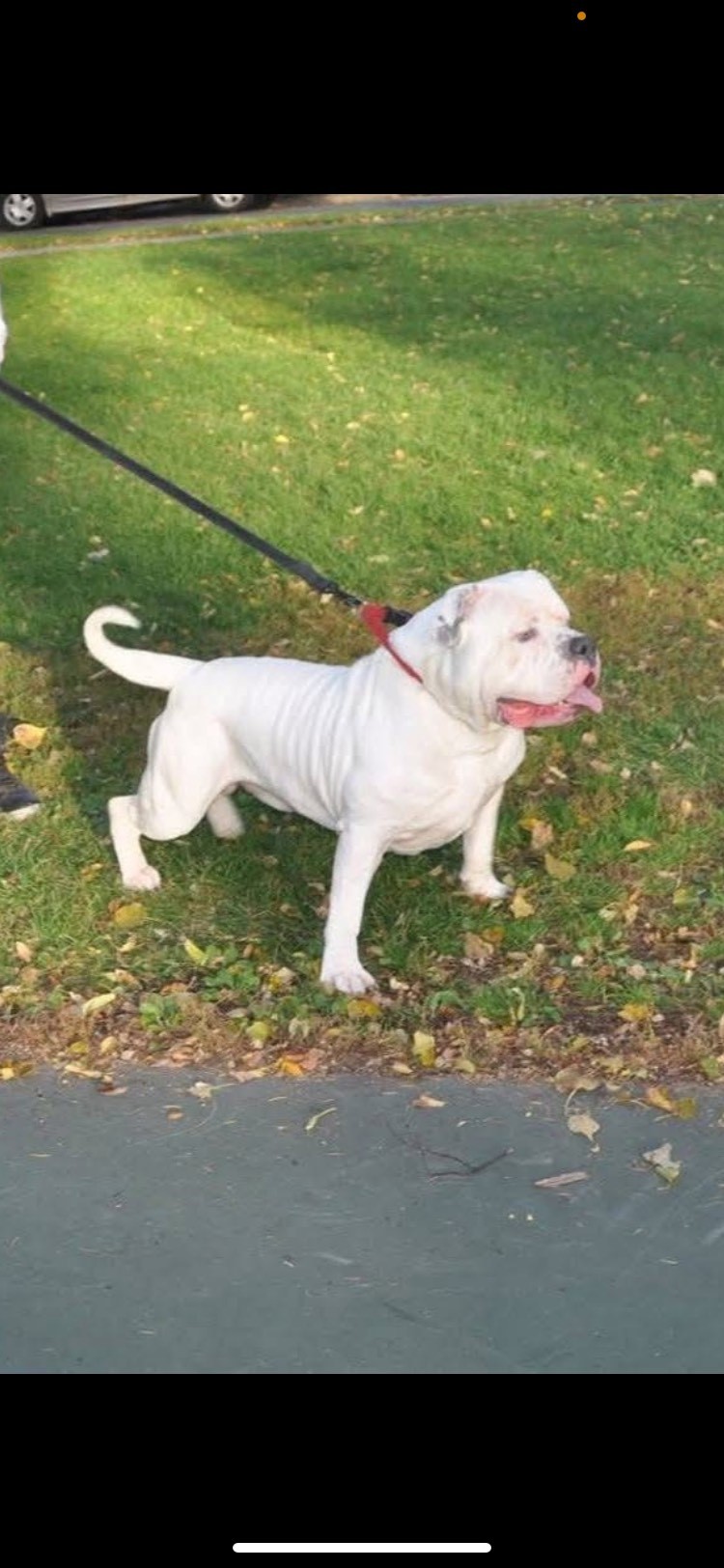 Dog Featured Image