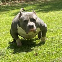 Dog Featured Image