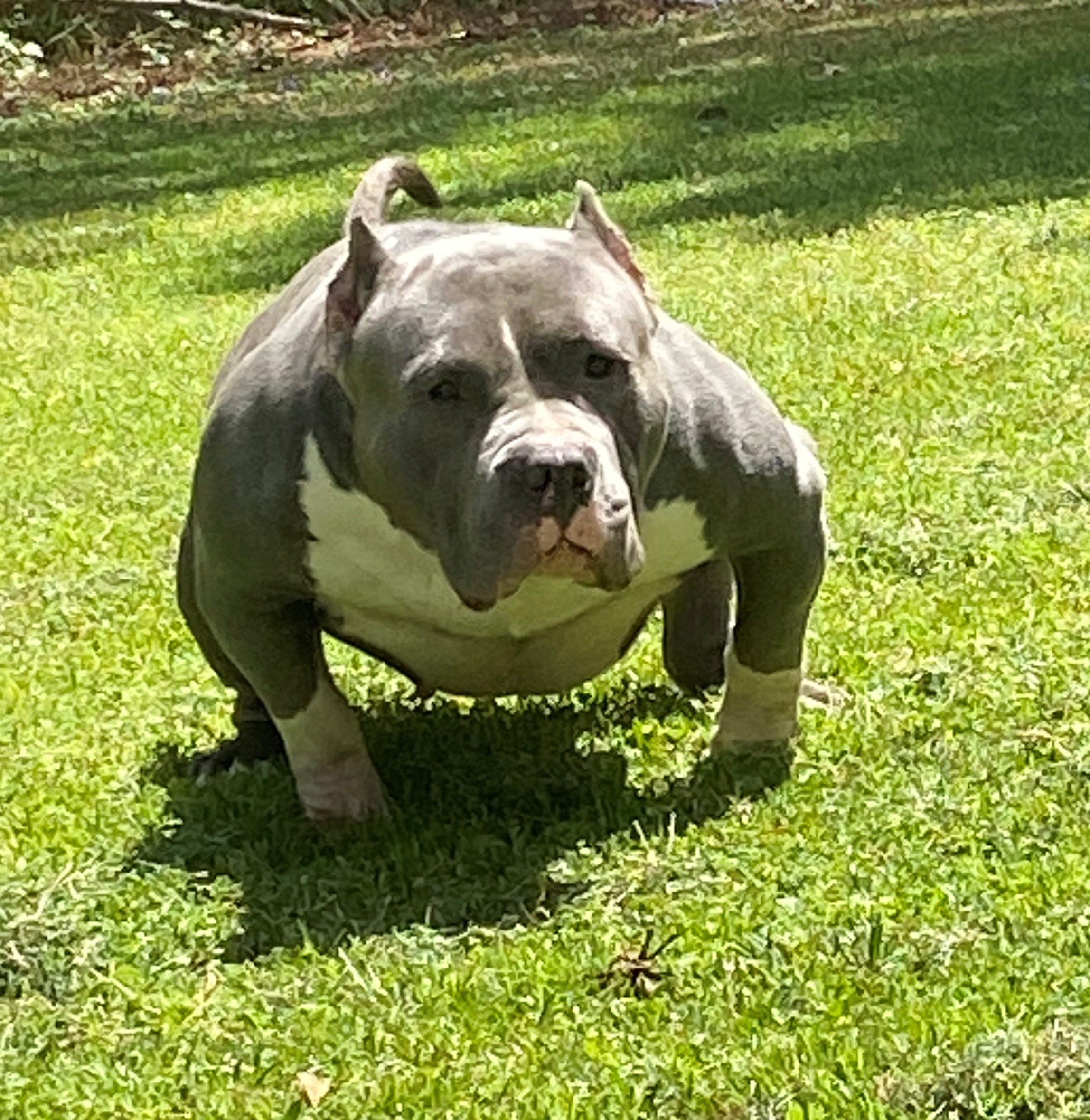 Dog Featured Image