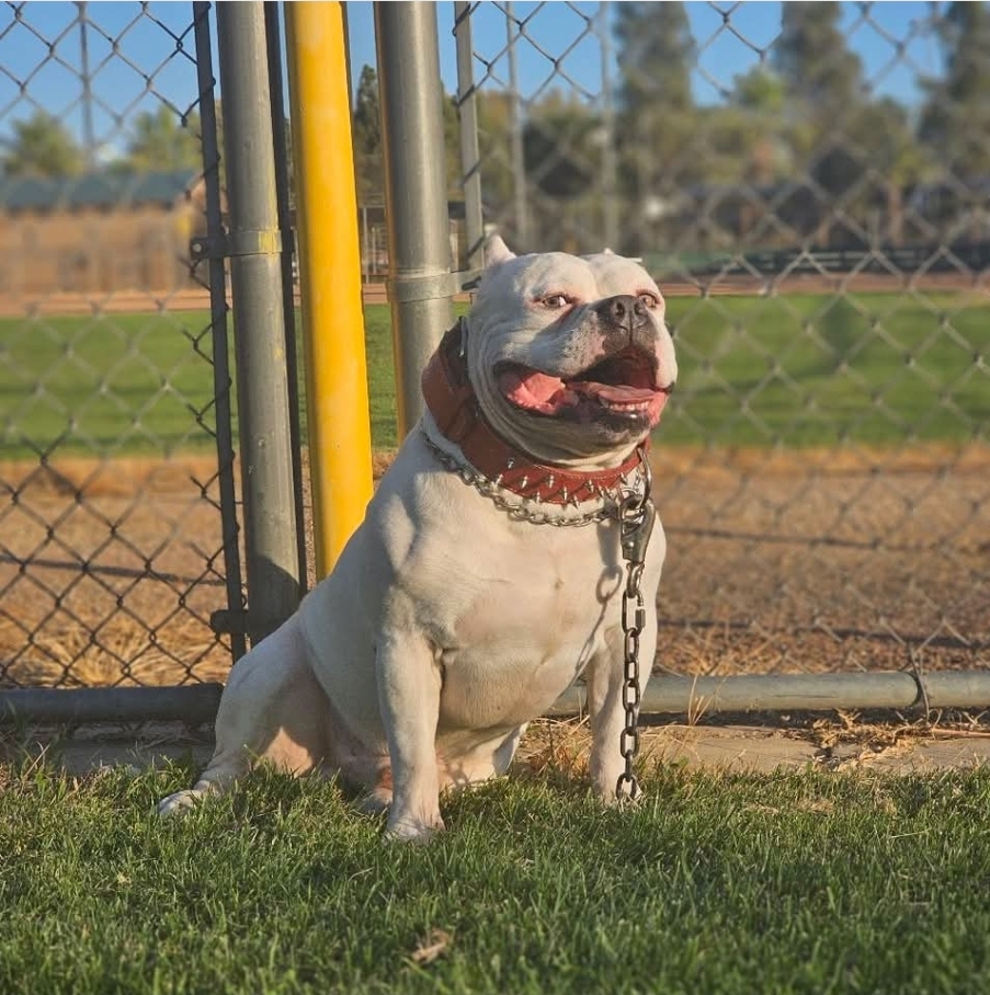 Dog Featured Image