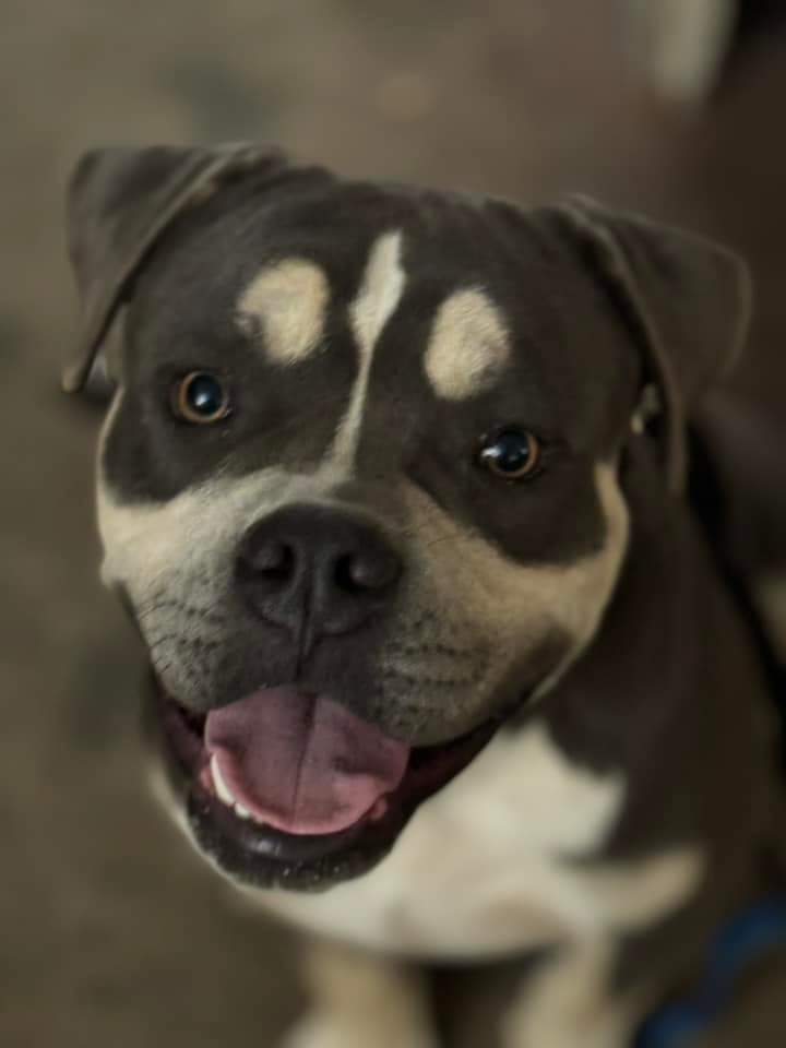 Dog Featured Image