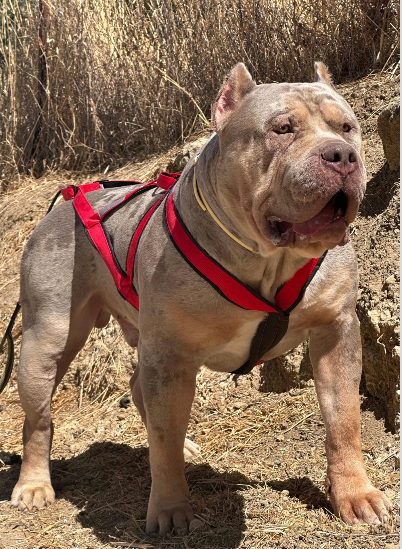 Dog Featured Image
