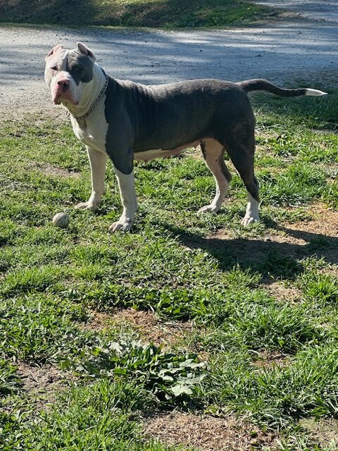 Dog Featured Image