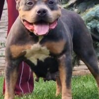 Dog Featured Image