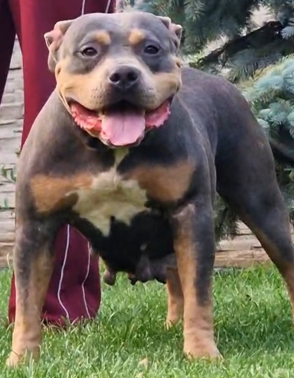 Dog Featured Image