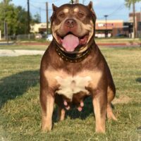 Dog Featured Image