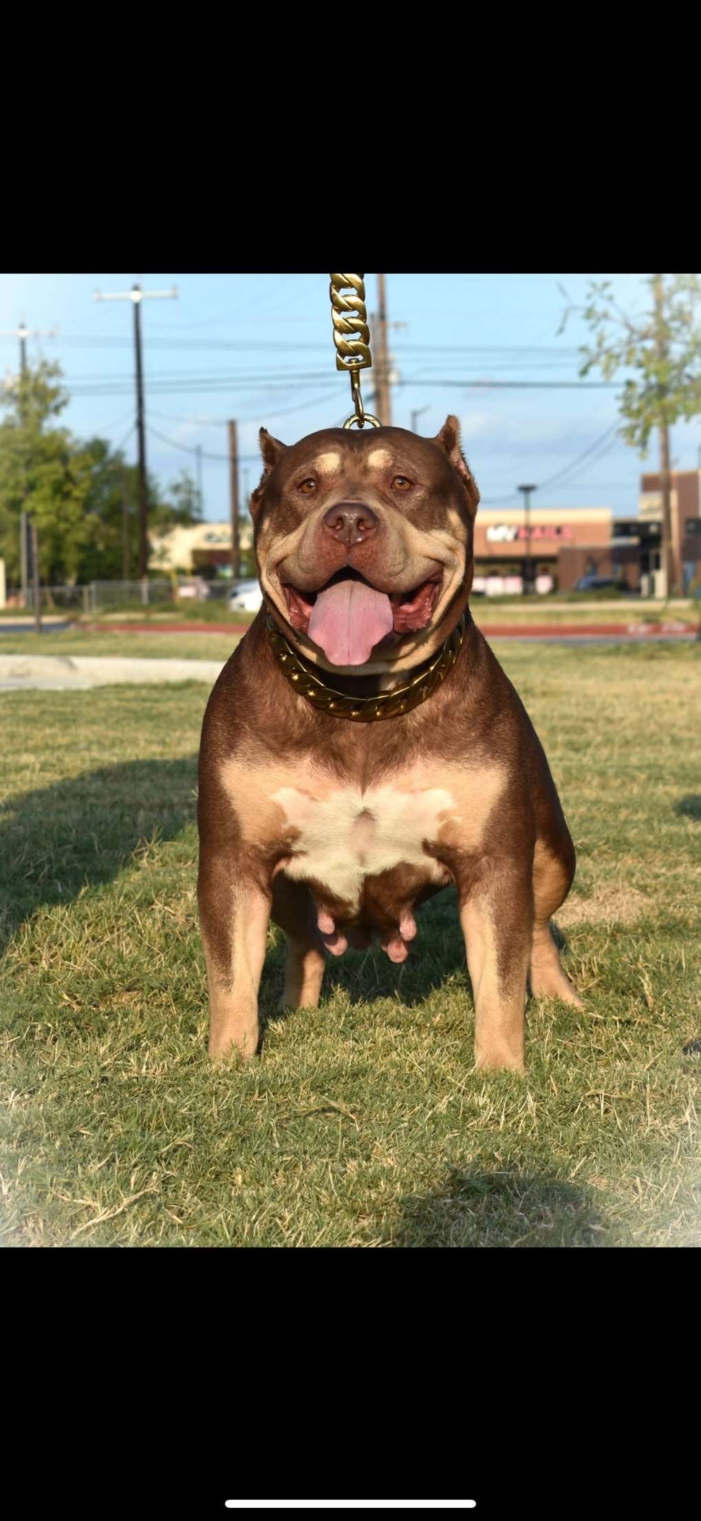 Dog Featured Image