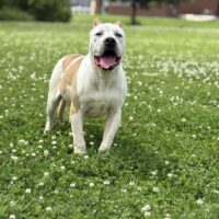 Dog Featured Image