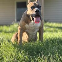 Dog Featured Image