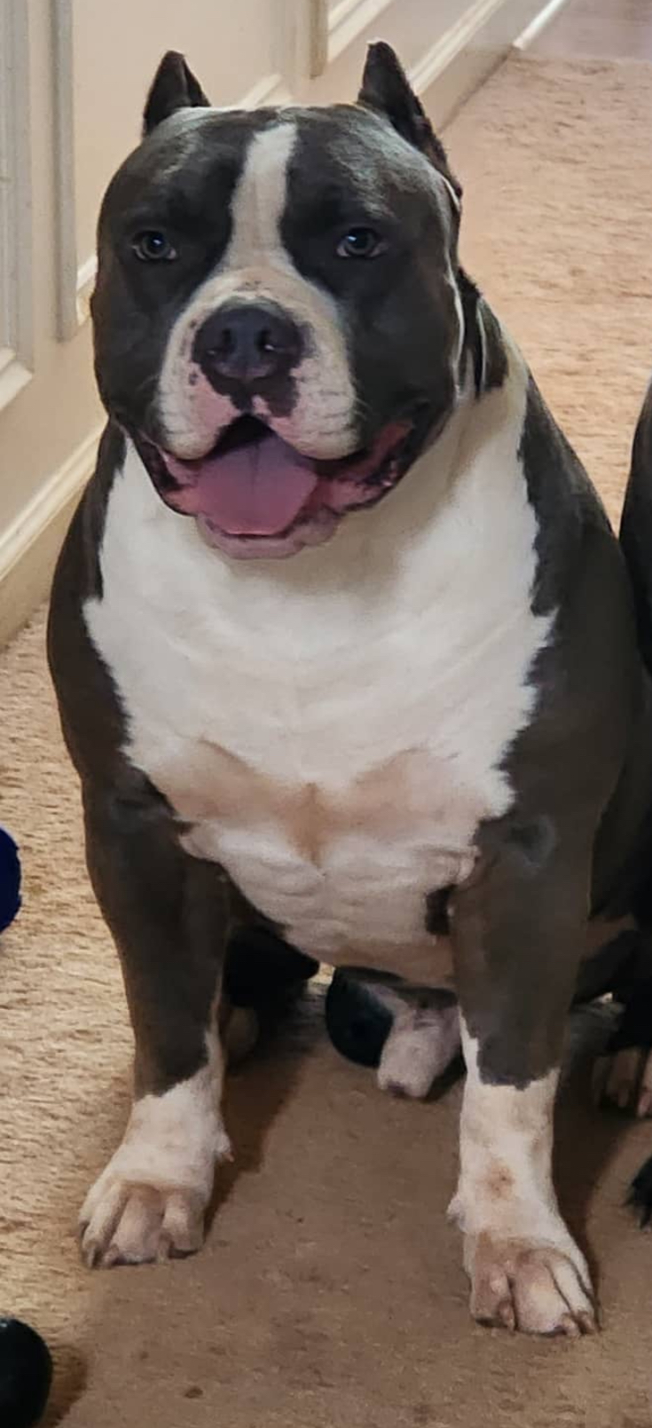 Dog Featured Image