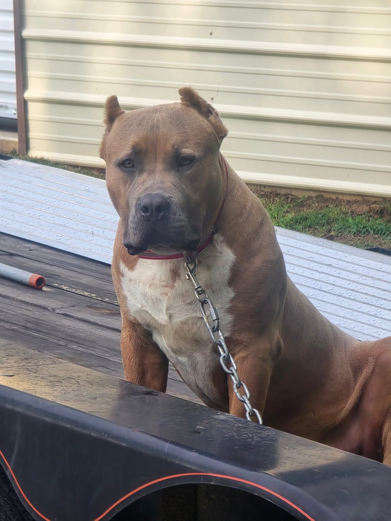 Dog Featured Image
