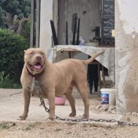 Dog Featured Image