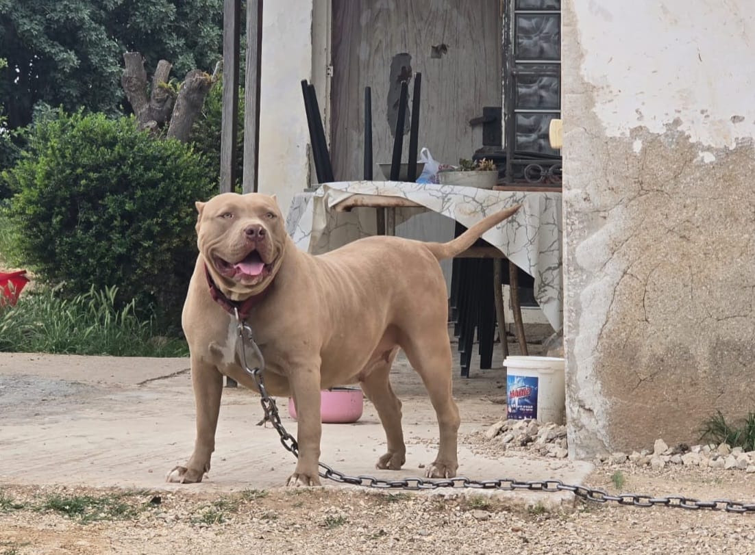 Dog Featured Image