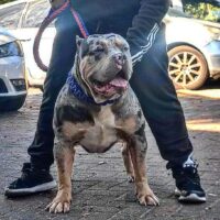 Dog Featured Image
