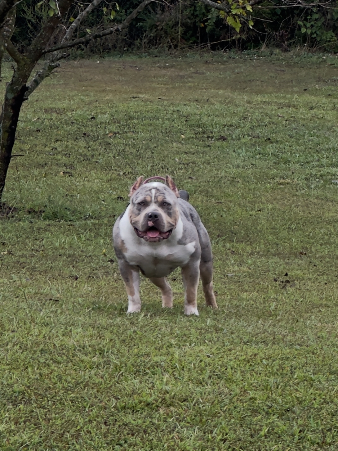 Dog Featured Image