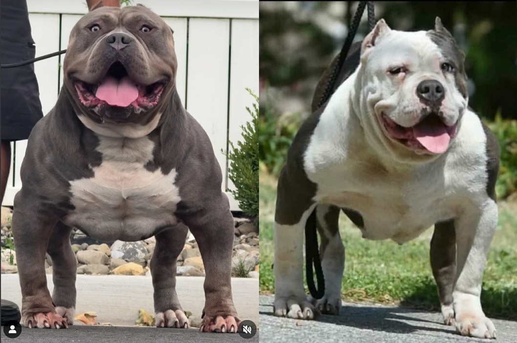 Dog Featured Image