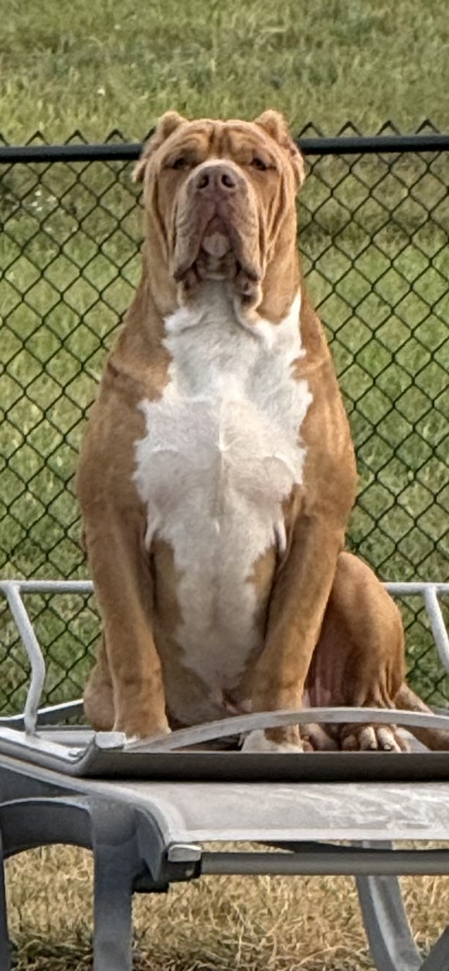 Dog Featured Image