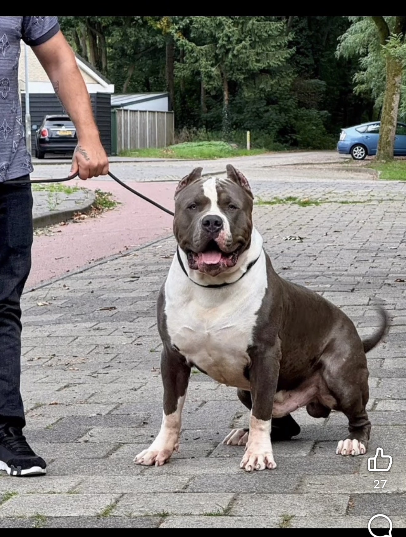 Dog Featured Image