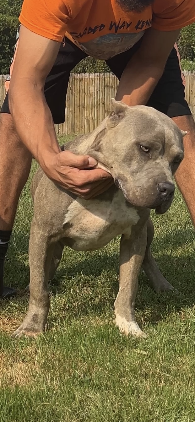 Dog Featured Image
