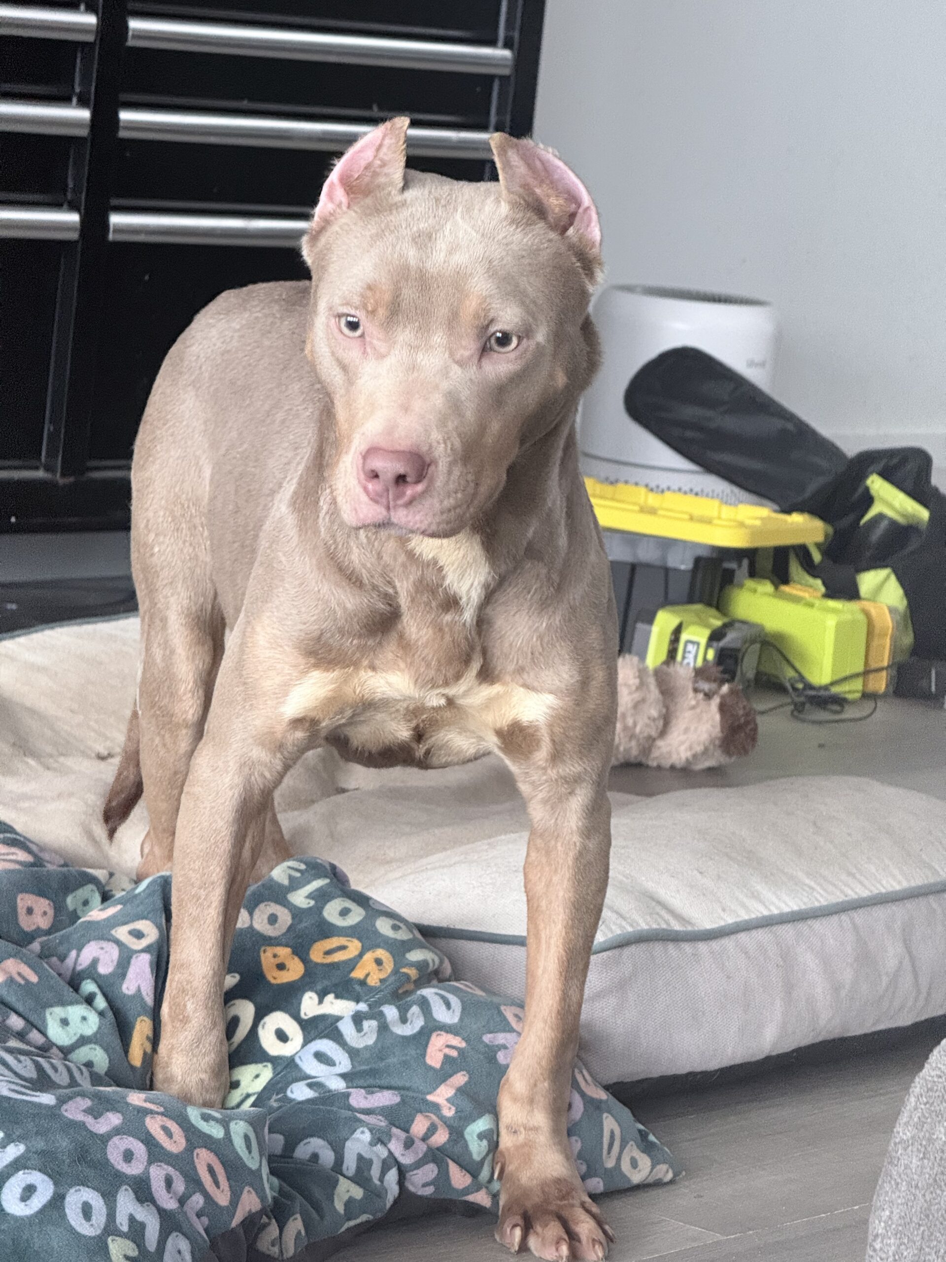 Dog Featured Image