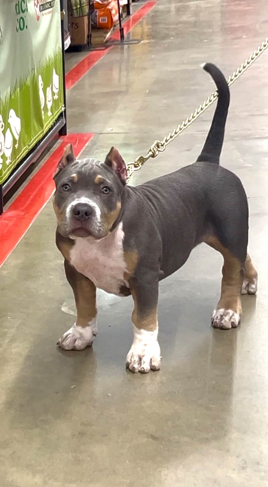 Dog Featured Image