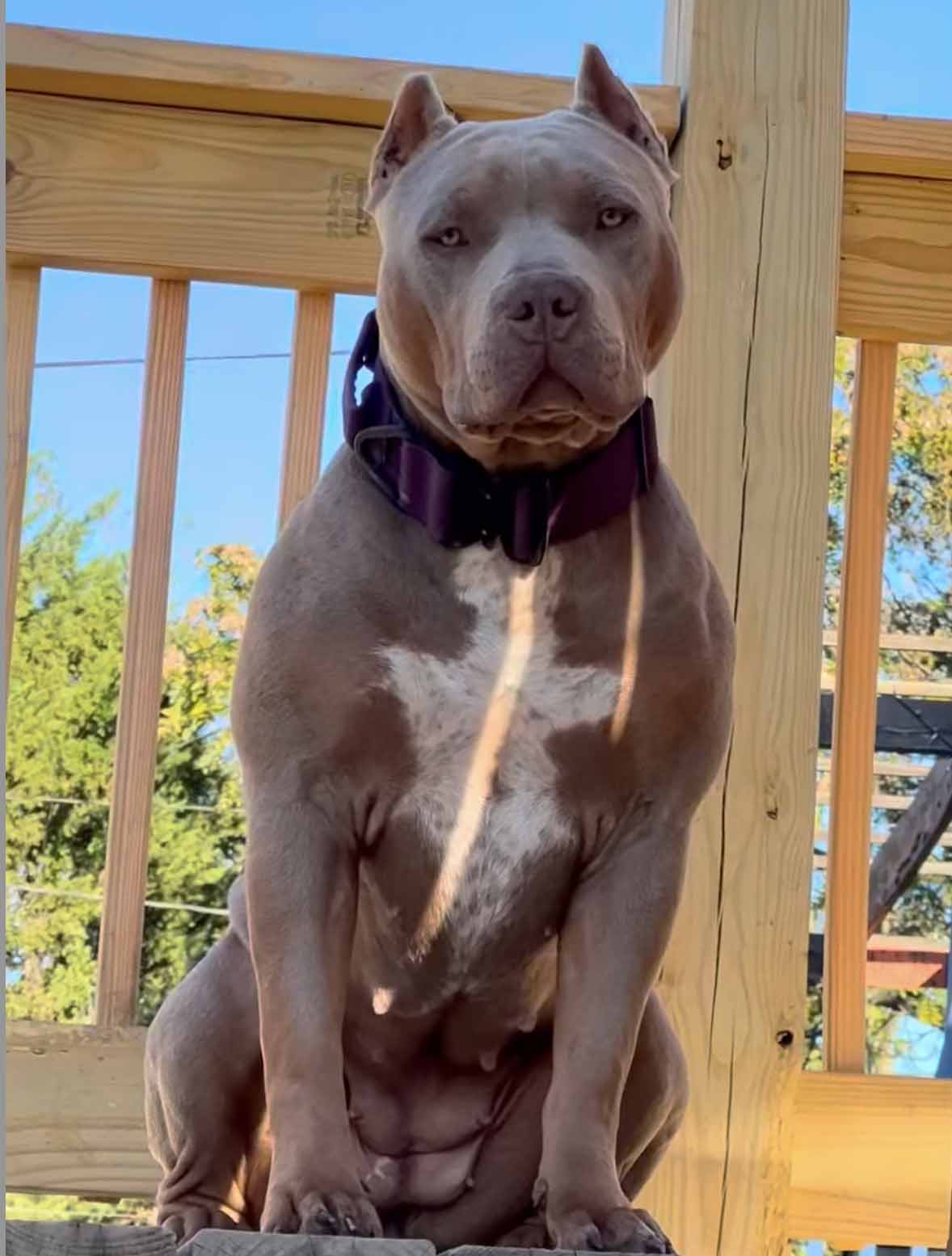 Additional Dog Image