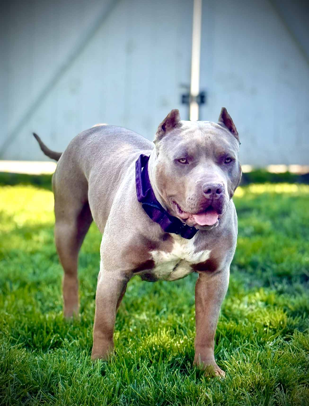 Additional Dog Image