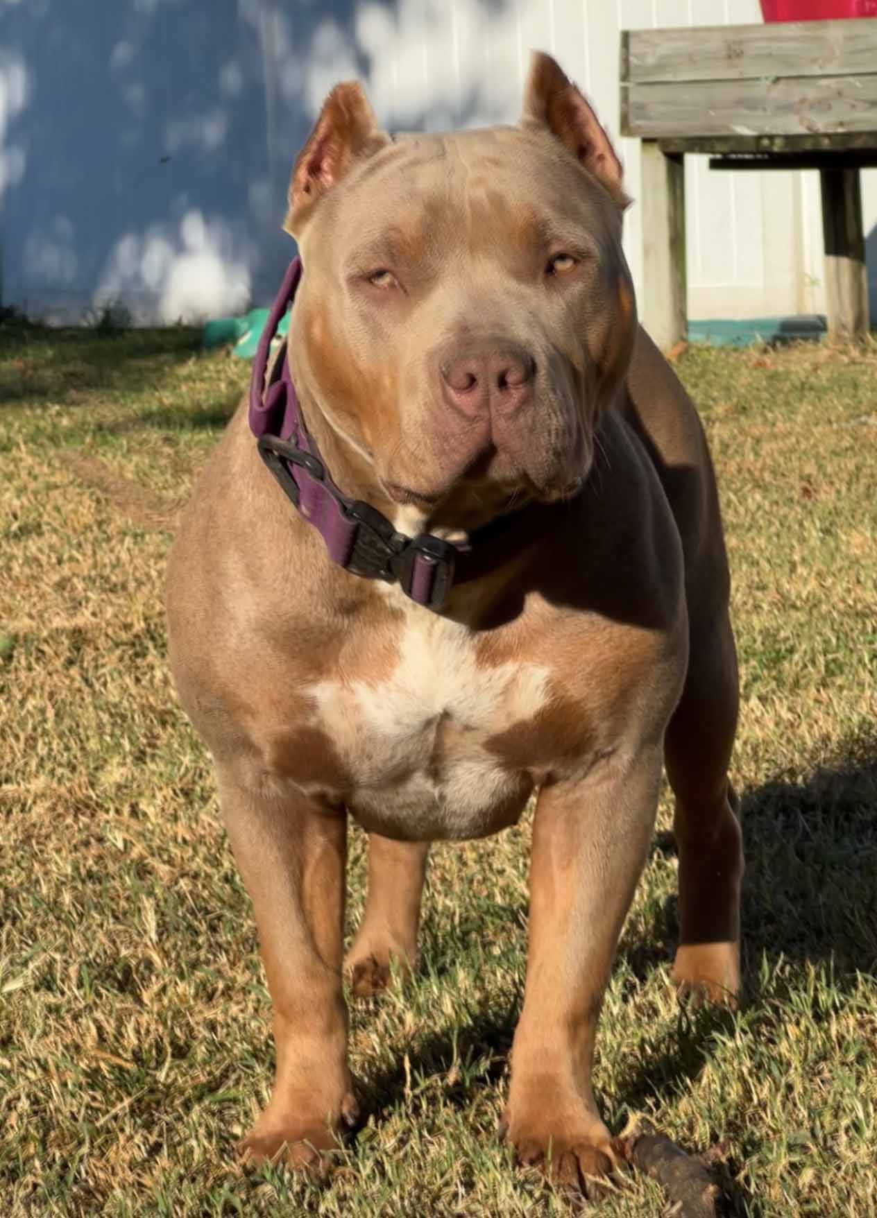 Additional Dog Image