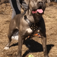 Dog Featured Image