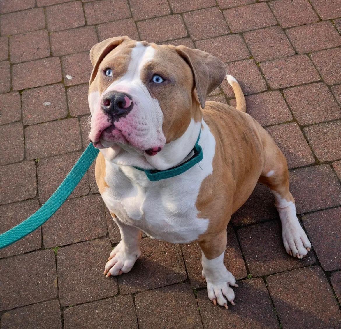 Dog Featured Image