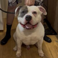 Dog Featured Image
